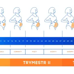Zmiany sylwetki kobiety w ciąży i rozwój dziecka tydzień po tygodniu, od 1 do 40. Ile tyg ma dziecko? Odpowiedź w grafice.