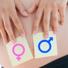 Dłonie kobiety na brzuchu ciążowym, trzymające karteczki z symbolami płci. Czy wiek matki wpływa na płeć dziecka?
