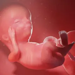 Płód w 13 tygodniu ciąży, z dłońmi przy twarzy i stopami w górze. Rozwija się w ciepłym, czerwonym środowisku.