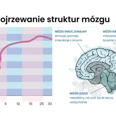 Wykres pokazuje, do którego roku życia rozwija się mózg, ilustrując dojrzewanie jego struktur: gadziego, emocjonalnego i racjonalnego.