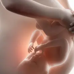 Dziecko w łonie matki, widok 3 miesiąc ciąży. Delikatne dłonie otulają rosnące życie.