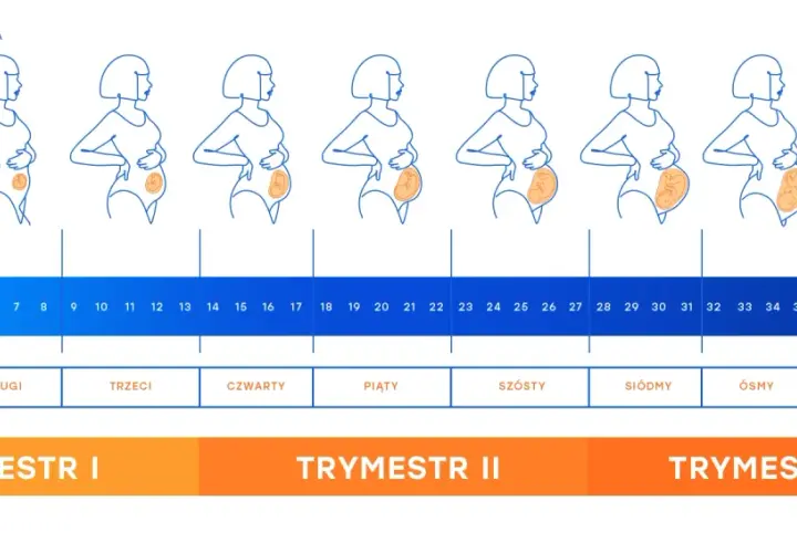 Zmiany sylwetki kobiety w ciąży i rozwój dziecka tydzień po tygodniu, od 1 do 40. Ile tyg ma dziecko? Odpowiedź w grafice.