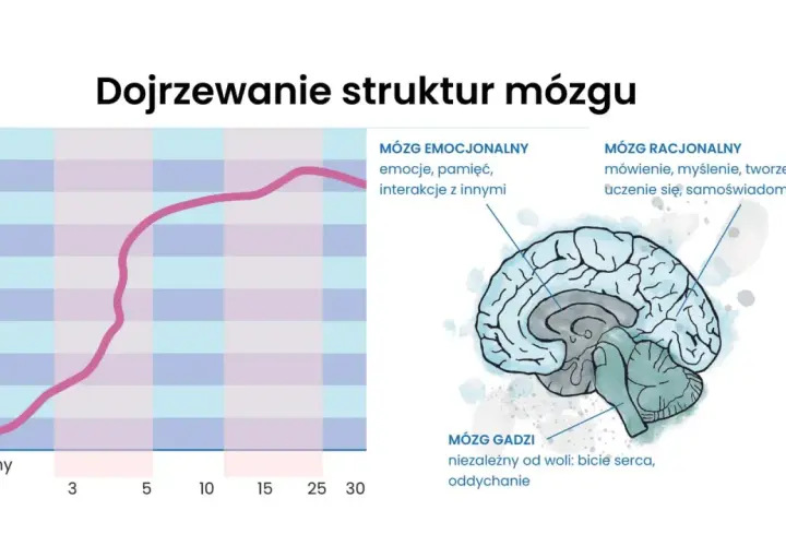 Wykres pokazuje, do którego roku życia rozwija się mózg, ilustrując dojrzewanie jego struktur: gadziego, emocjonalnego i racjonalnego.
