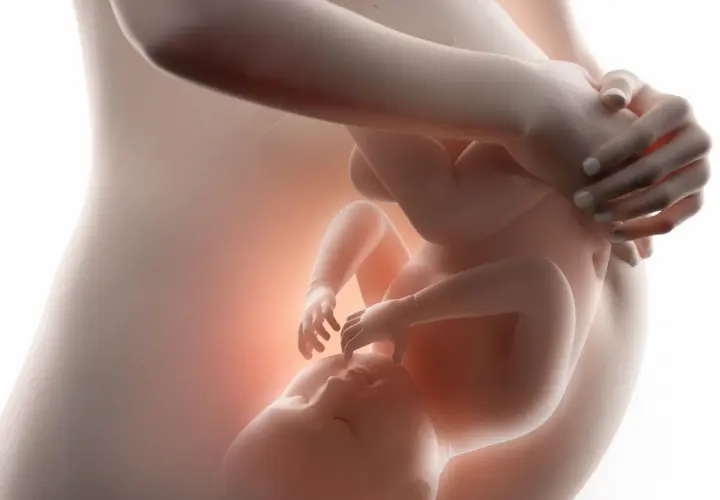 Dziecko w łonie matki, widok 3 miesiąc ciąży. Delikatne dłonie otulają rosnące życie.