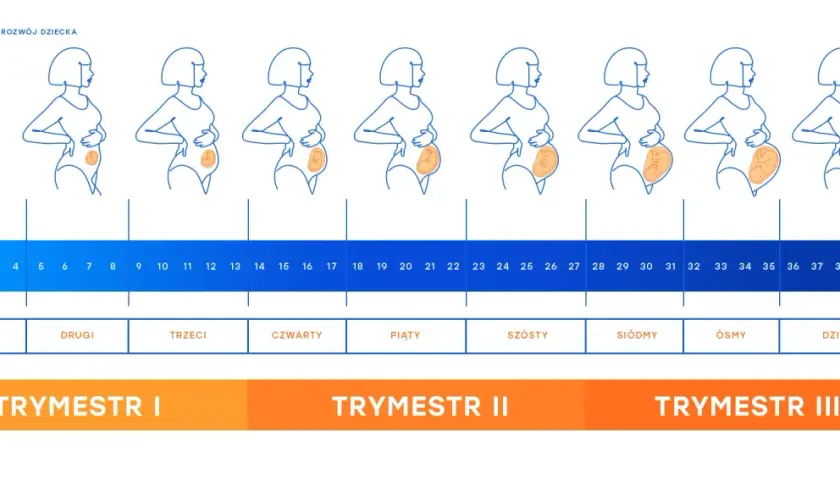 Zmiany sylwetki kobiety w ciąży i rozwój dziecka tydzień po tygodniu, od 1 do 40. Ile tyg ma dziecko? Odpowiedź w grafice.