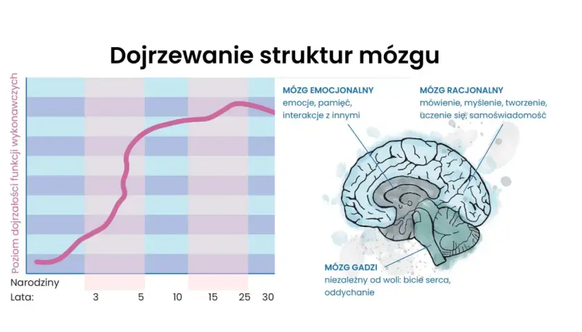 Wykres pokazuje, do którego roku życia rozwija się mózg, ilustrując dojrzewanie jego struktur: gadziego, emocjonalnego i racjonalnego.
