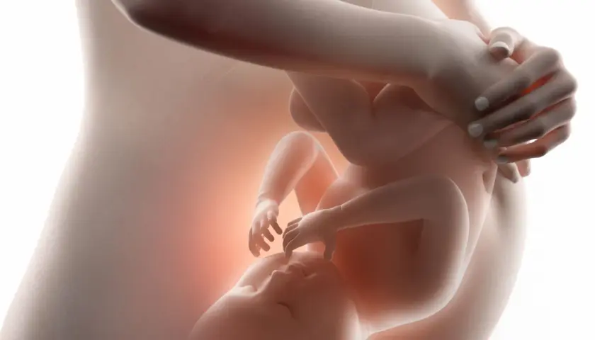 Dziecko w łonie matki, widok 3 miesiąc ciąży. Delikatne dłonie otulają rosnące życie.