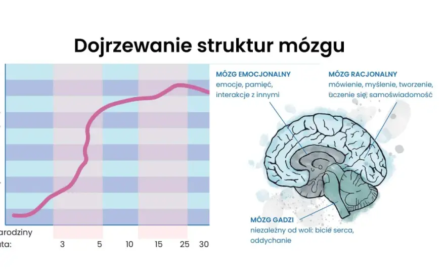 Do którego roku życia rozwija się mózg dziecka? Etapy i wsparcie