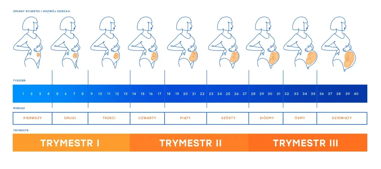 Zmiany sylwetki kobiety w ciąży i rozwój dziecka tydzień po tygodniu, od 1 do 40. Ile tyg ma dziecko? Odpowiedź w grafice.