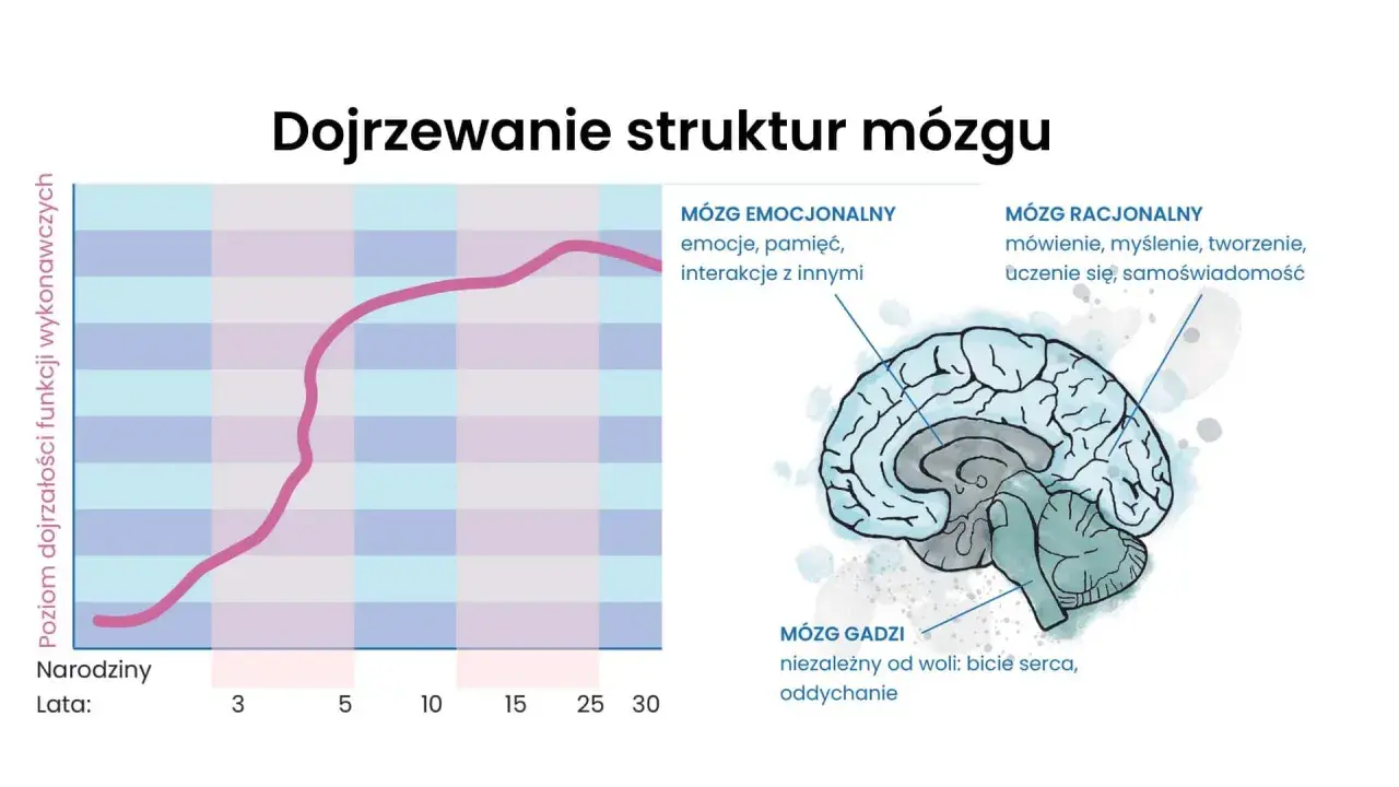 Wykres pokazuje, do którego roku życia rozwija się mózg, ilustrując dojrzewanie jego struktur: gadziego, emocjonalnego i racjonalnego.