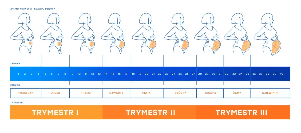 Zmiany sylwetki kobiety w kolejnych tygodniach ciąży, od 1 do 40. Rozwój dziecka w łonie matki.